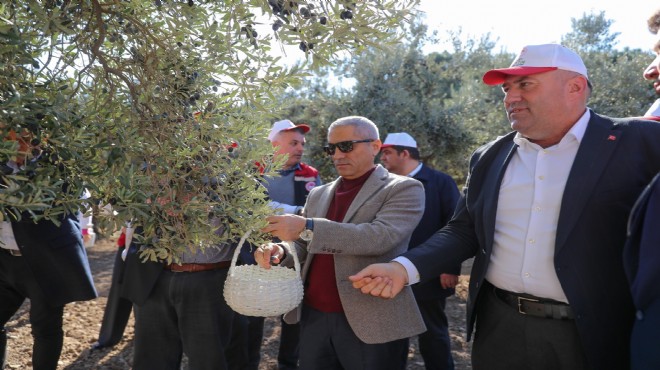 Aliağa'da 3. Zeytin Hasat Şenliği düzenlendi