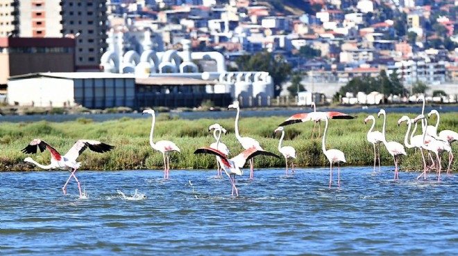 Flamingolar İzmirlileri büyülüyor!