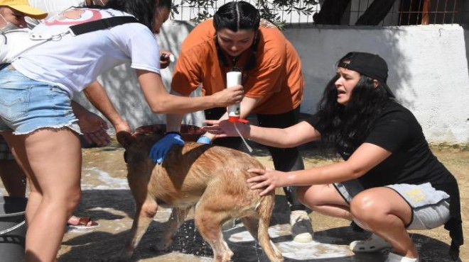 Hayvanseverler köpekleri yıkadı