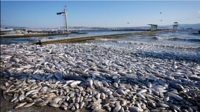 İzmir Körfezi için kritik gün: Eylem planı açıklanıyor