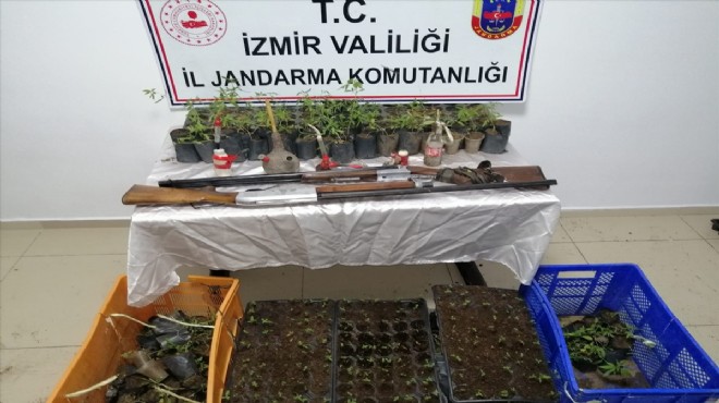 İzmir de 9 bin 381 kök Hint keneviri ele geçirildi