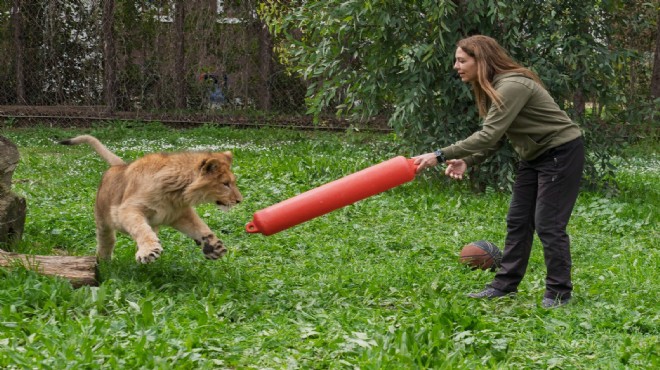 Vicdansızlık! İzmir'de çiftlikten aslan çıktı: Kedi maması ile beslemişler!