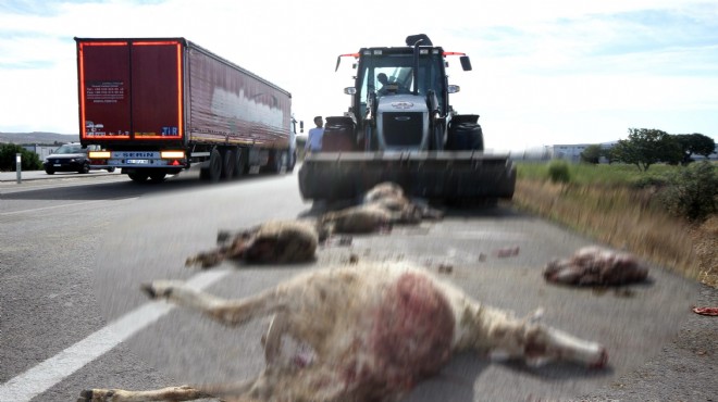 İzmir'de feci kaza: 65 koyun telef oldu