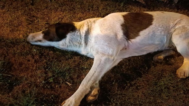 İzmir'de katliam: 11 köpek zehirlenerek öldürüldü!