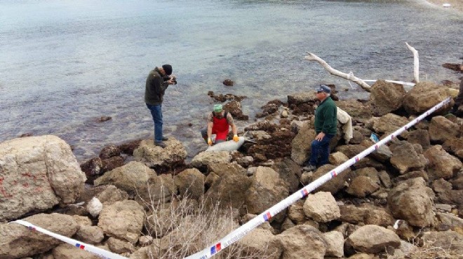 İzmir de ölü akdeniz foku kıyıya vurdu!