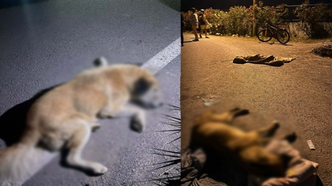 İzmir de vahşet: 6 köpek can çekişe çekişe öldü!