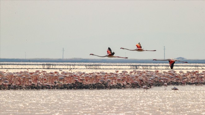 İzmir deki  flamingo adası  kuluçkaya yatan binlerce allı turnaya kucak açtı