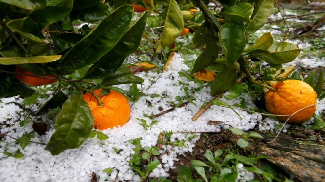 İzmir i dolu vurdu: Çatılar, yollar, mandalina bahçeleri...