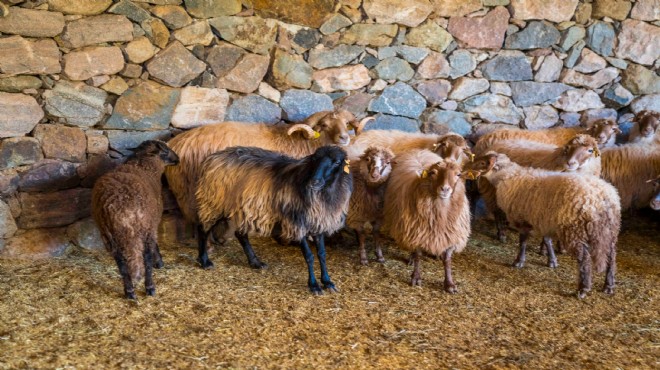 İzmir'in 'Yaşayan Parkı' Kaçeli koyunlarına yuva oldu!