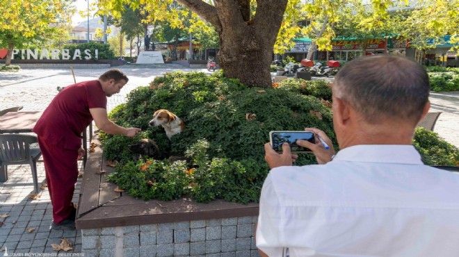 İzmir in merkezinde kaç tane sahipsiz köpek var?