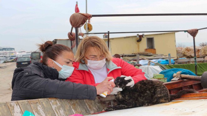 Karşıyaka'da can dostlara beslenme desteği