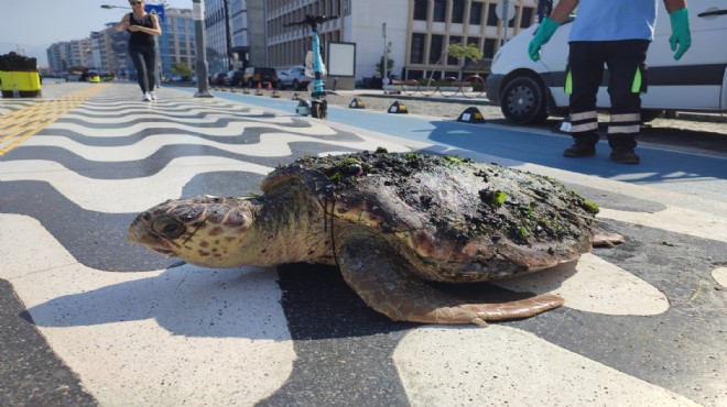 Körfez de yaralı bulunan Caretta Caretta tedavi altında!