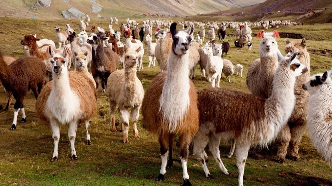 Lama antikorları korona tedavisinde kullanılacak