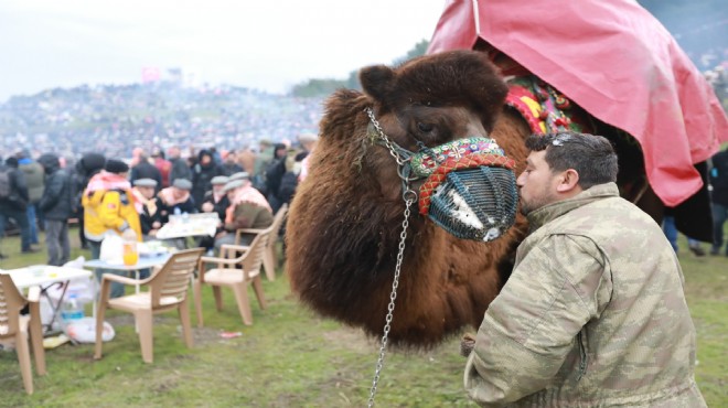 Selçuk’ta deve güreşi festivali için geri sayım!