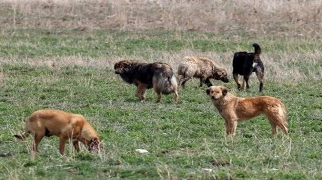 Sokağa atanın cezası 10 kat artacak