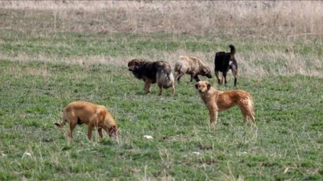 Sokak köpekleri düzenlemesi: İlk 5 madde tamam!