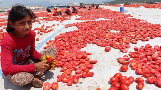 Torbalı nın kuru domatesi Maraş a model oldu