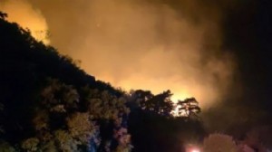 Aydın'da orman yangını: Alevler geceyi aydınlattı!